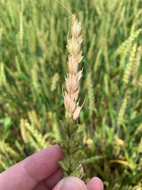 /ARSUserFiles/news/FHB Infected wheat head_MattHelm-500.jpg